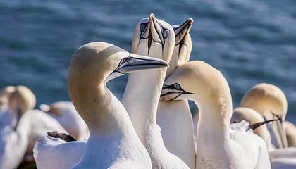 乒乓球混合团体世界杯 国乒8-4德国队收获7连胜